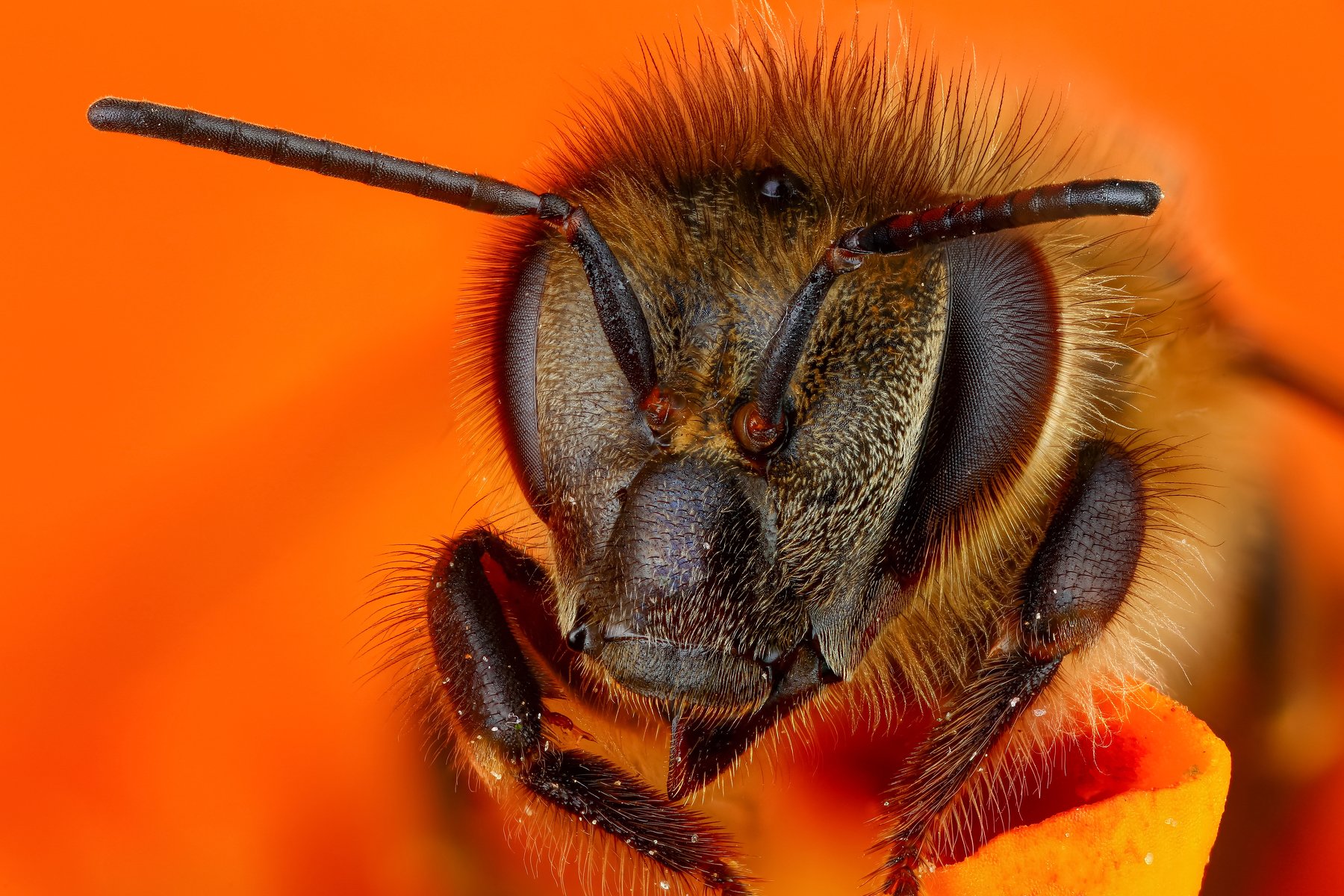 пчела макро портрет оранжевый насекомое животное, Андрей Шаповалов