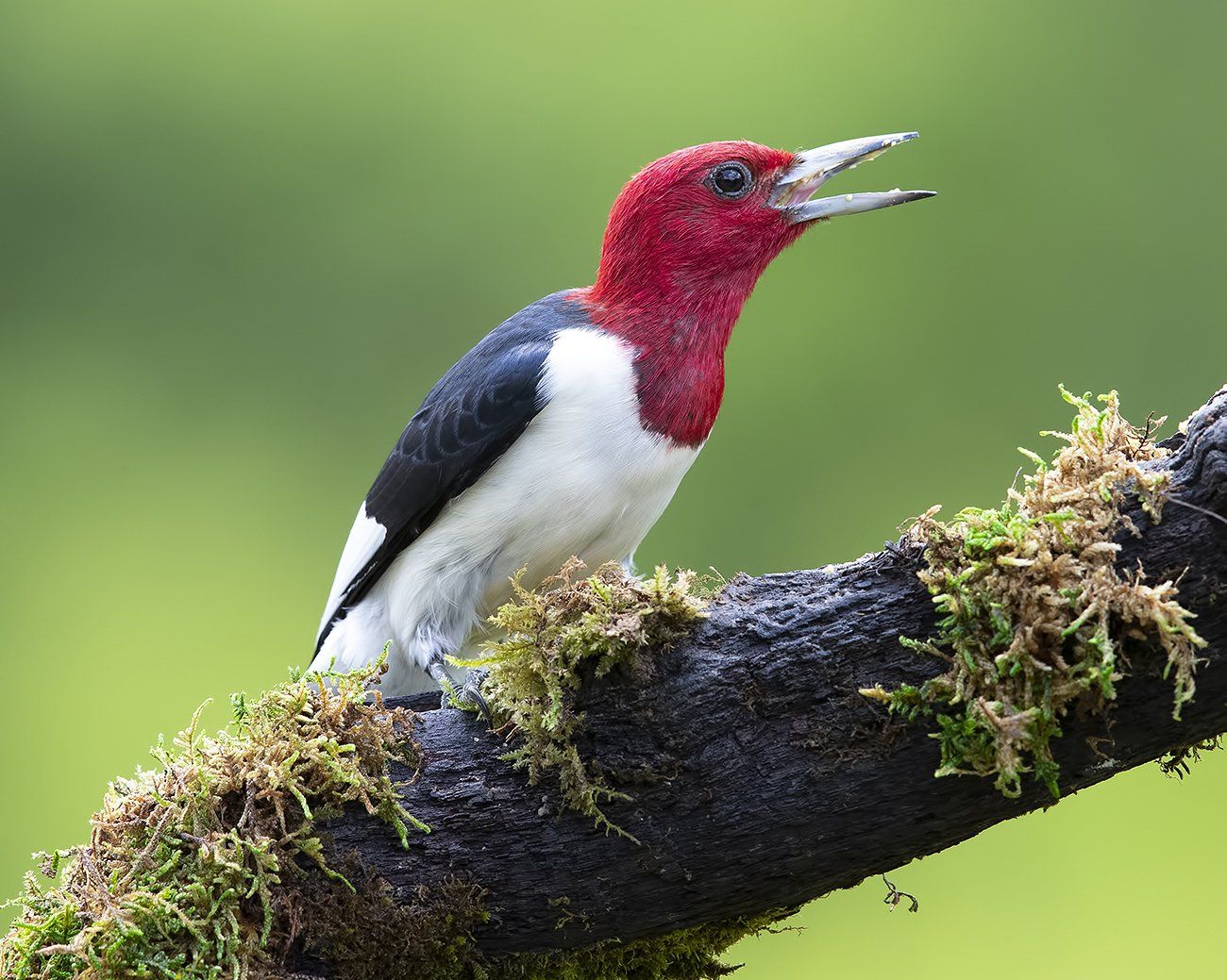 red-headed woodpecker, красноголовый меланерпес, woodpecker, дятел, птицы сша, Elizabeth Etkind