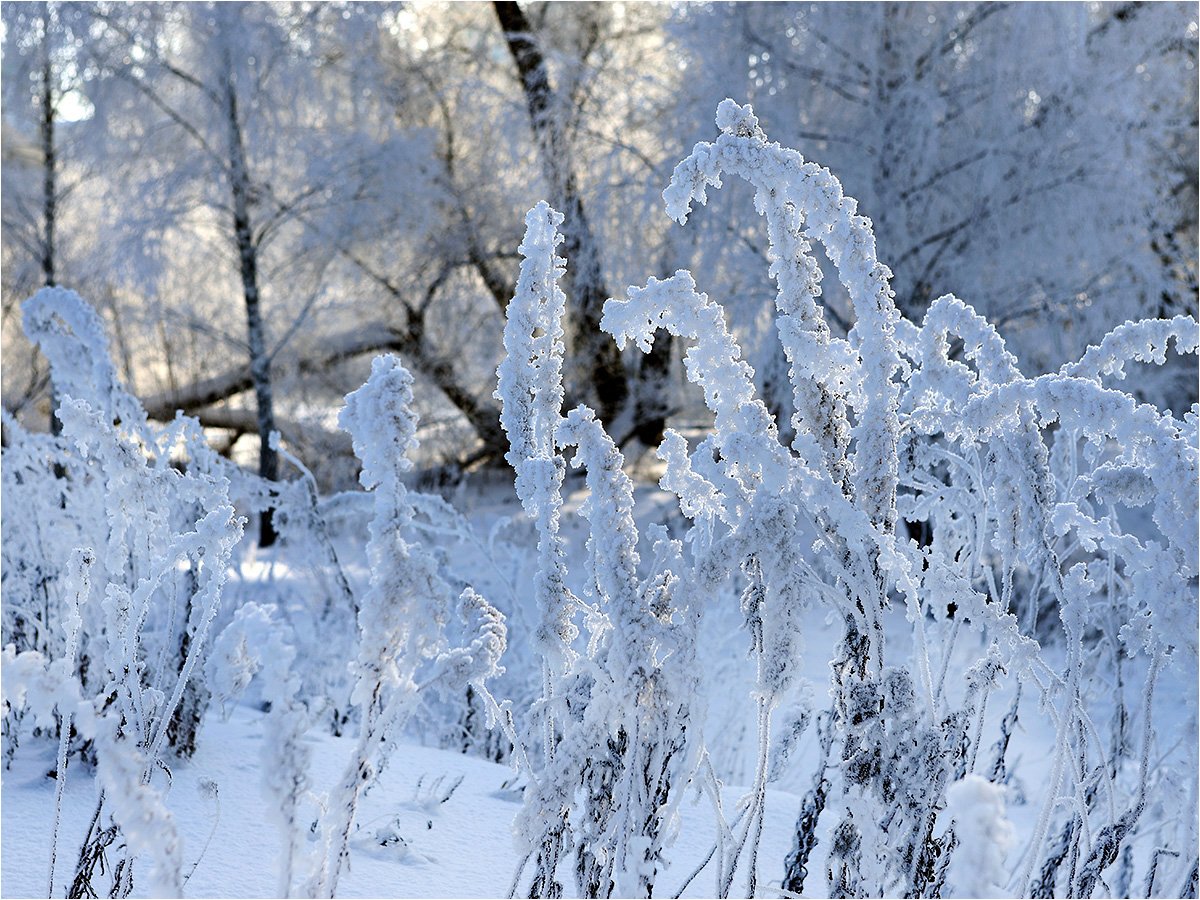 зима, утро, холод, снег, мороз,, Victor Pechenev