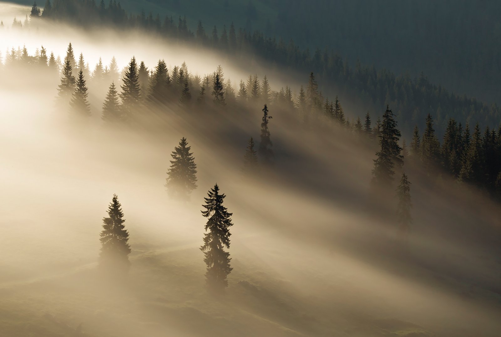 mountain, summer, landscape, travel, nature, romania, colors, rodnei, fog, sunrise, mist, light, Lazar Ioan Ovidiu