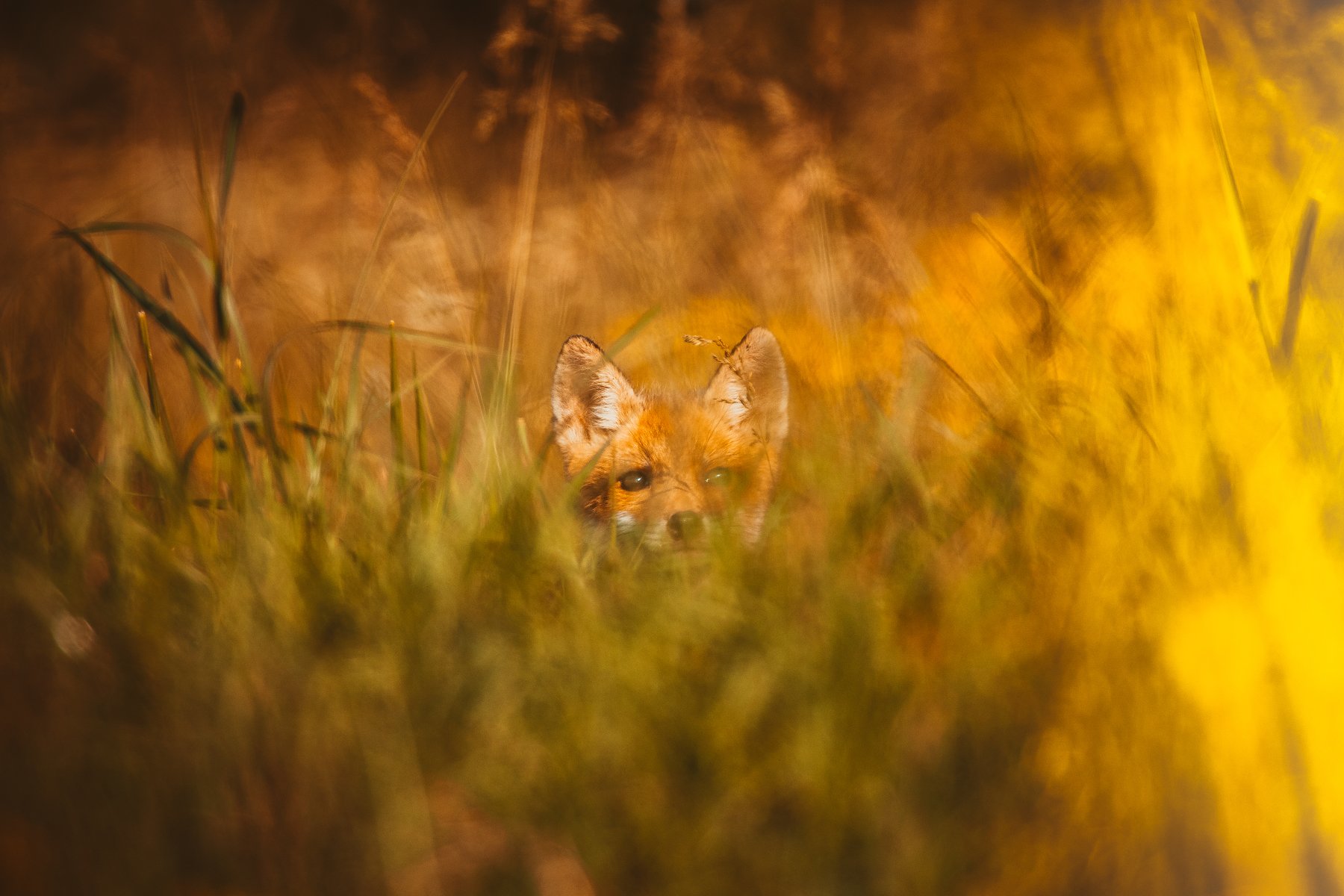 #animal #fox #puppy #wildlife #colors , Donea Zullu