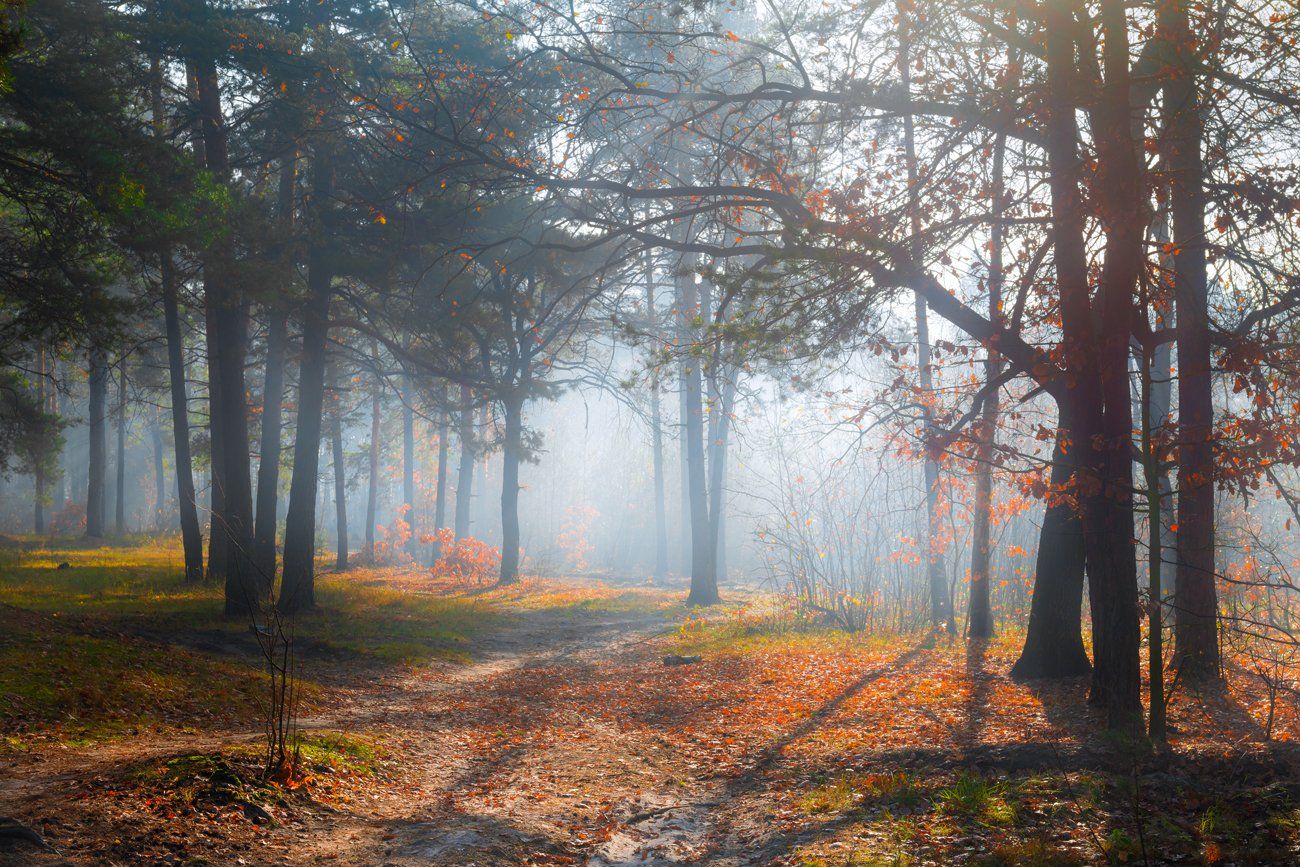 лес, осень, ноябрь, туман, рассвет, свет, лучи, Галанзовская Оксана