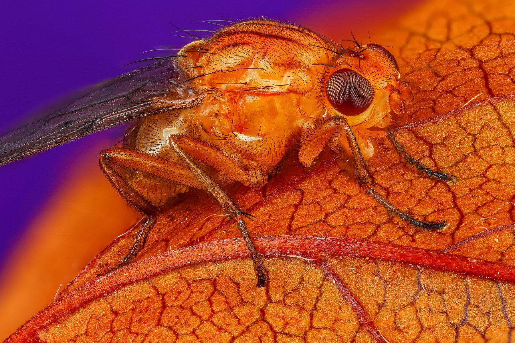 муха макро оранжевый фиолетовый насекомое животное, Андрей Шаповалов