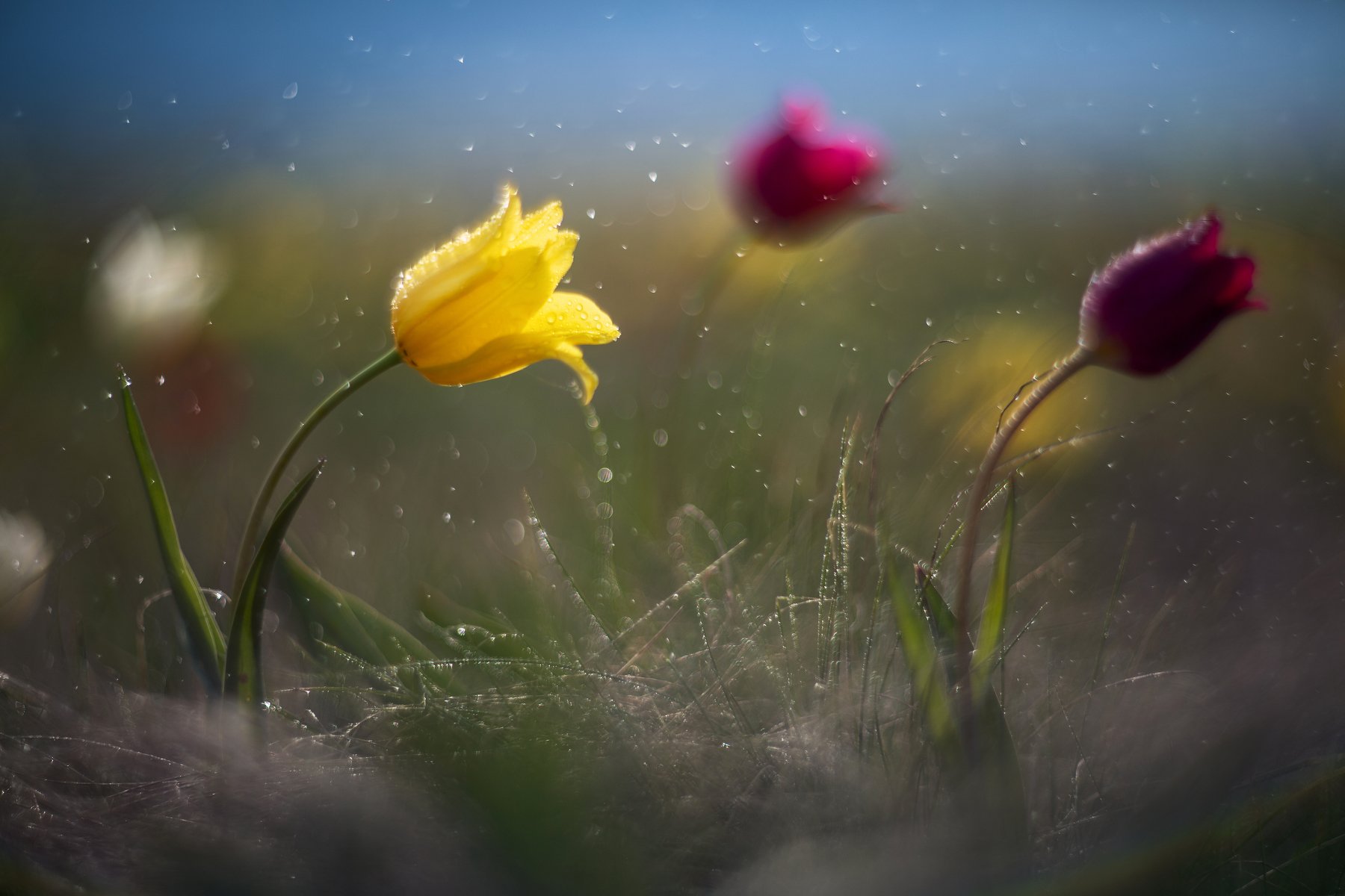 фото , цвет , природа , флора , весна , тюльпаны, Федотов Вадим(Vadius)