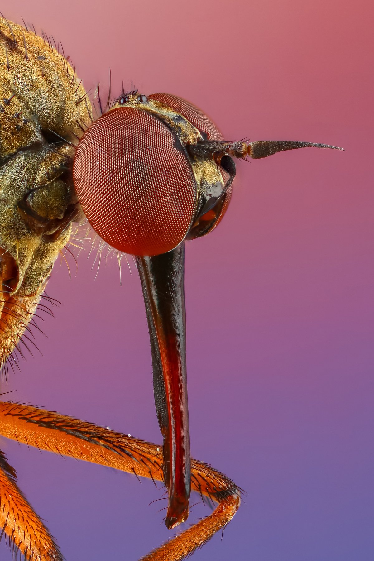 муха макро портрет розовый насекомое животное, Андрей Шаповалов