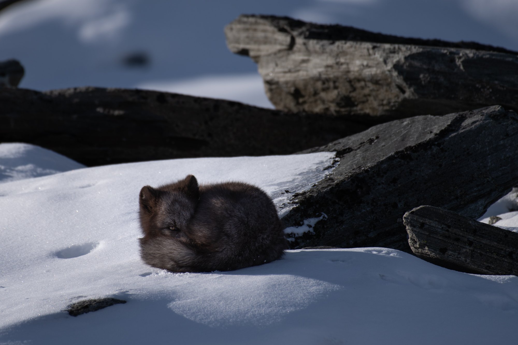 animals, arctic fox, Norway, , Sylwia Grabinska