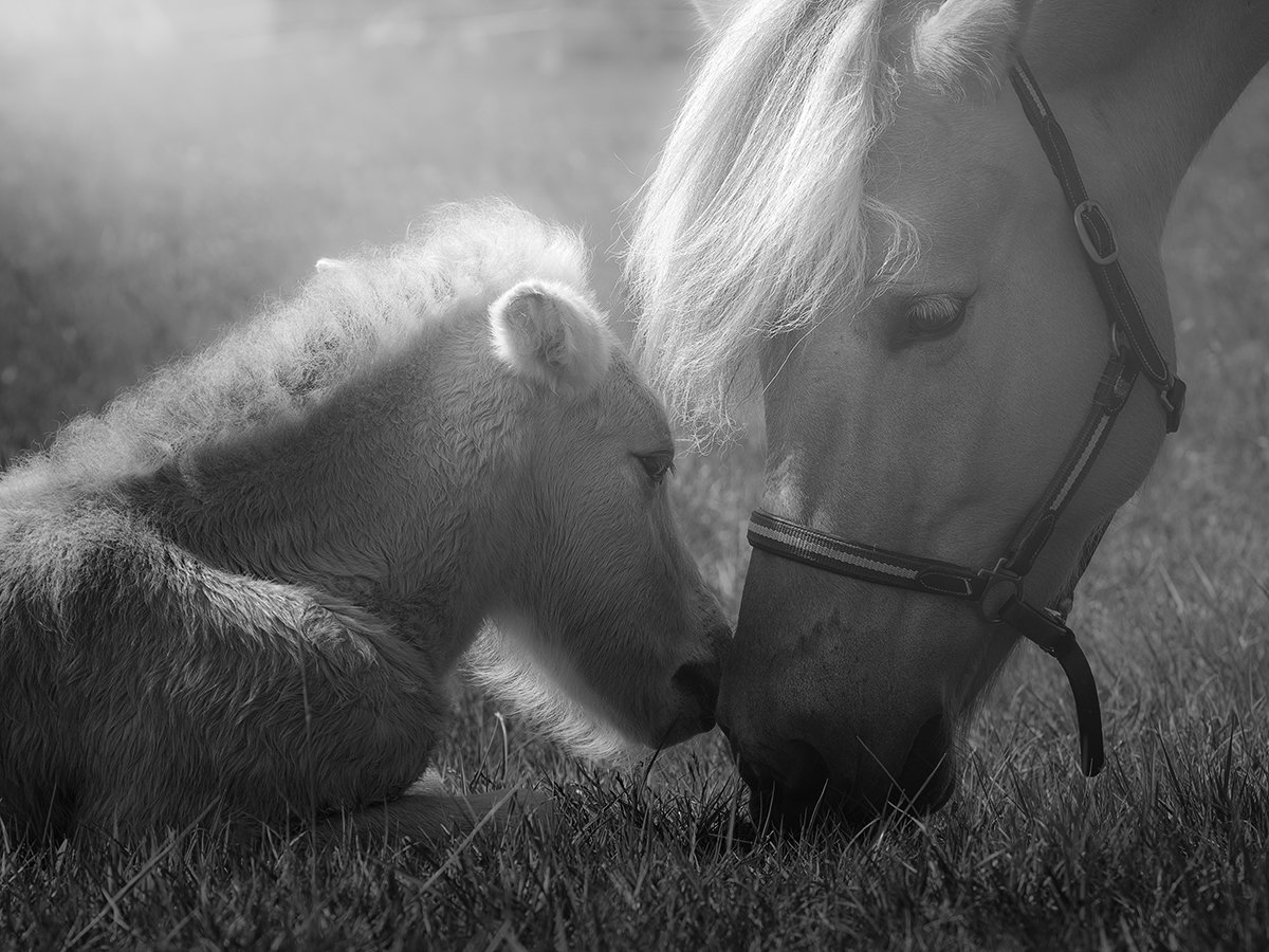 horses,animal,b&w, Tomek Orylski