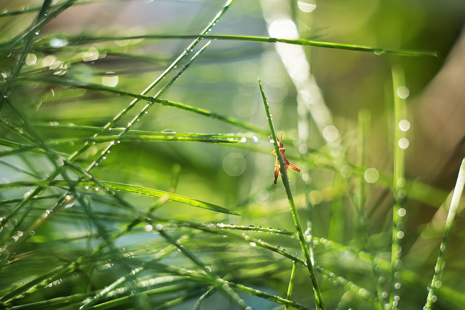 macro bokeh macrophotography helios manual bokehful grasshopper drops sunshine wonderful beautyful, Анастасия Колесникова