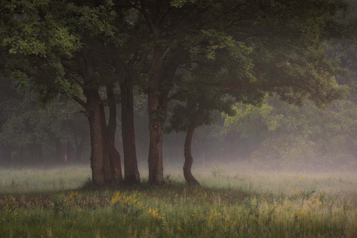 природа утро солнце туман деревья, Михаил Корнилов