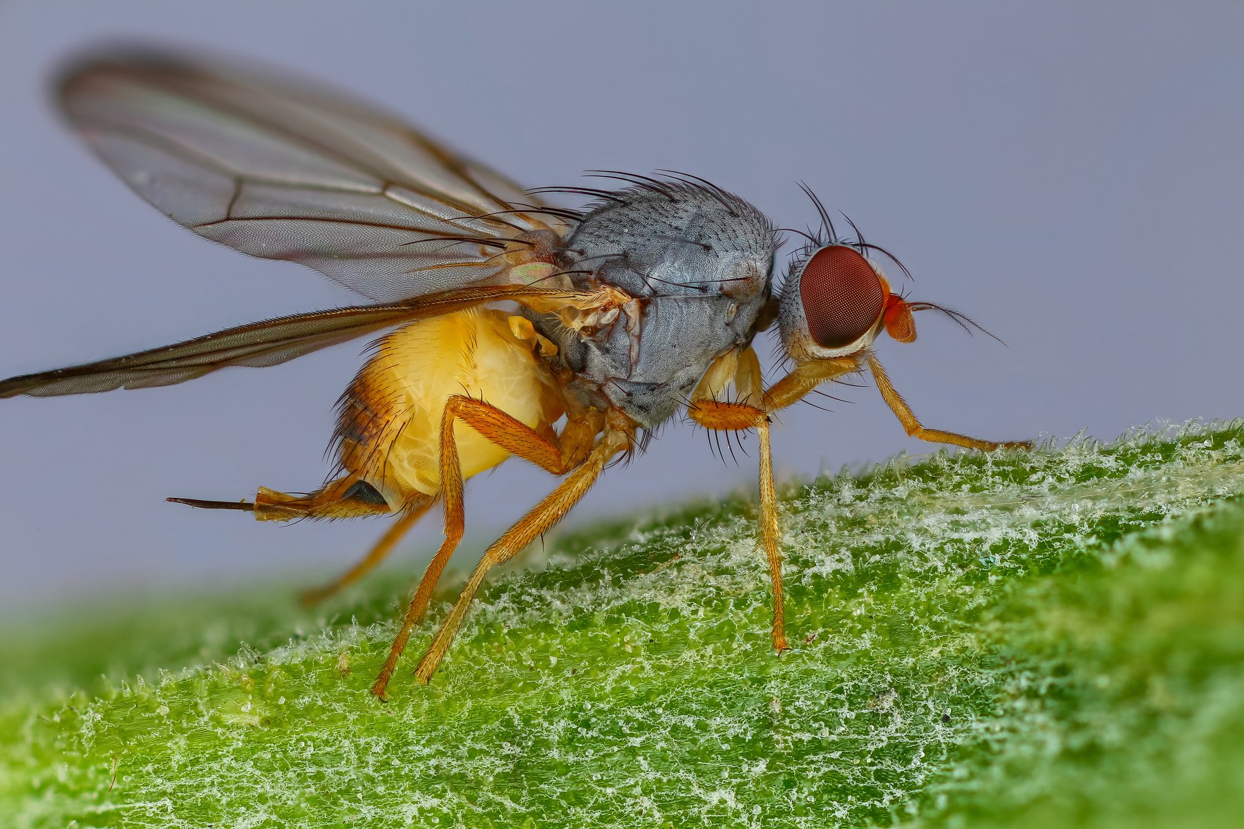 муха макро зелелный серый насекомое животное, Андрей Шаповалов