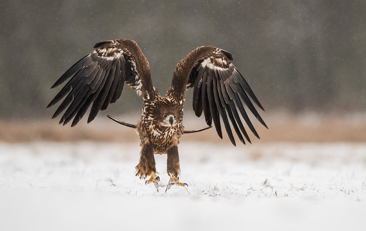 eagle, birds, bird, animals, animal, wildlife, nature, snow, winter, white, tailed,, Piotr Krześlak