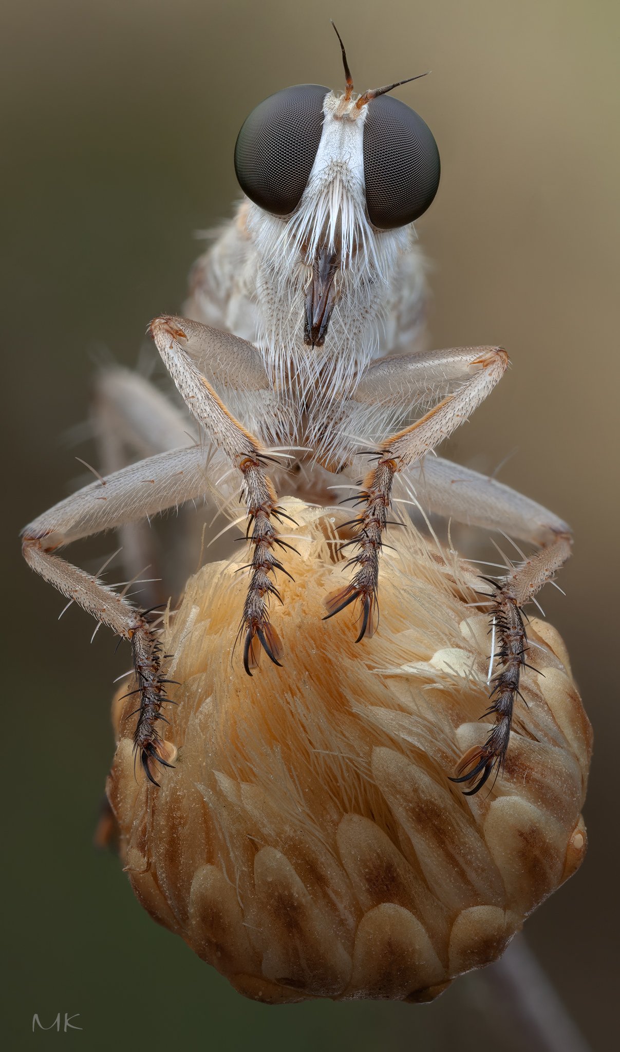 ктырь,  asilidae, robber fly, Miron Karlinsky