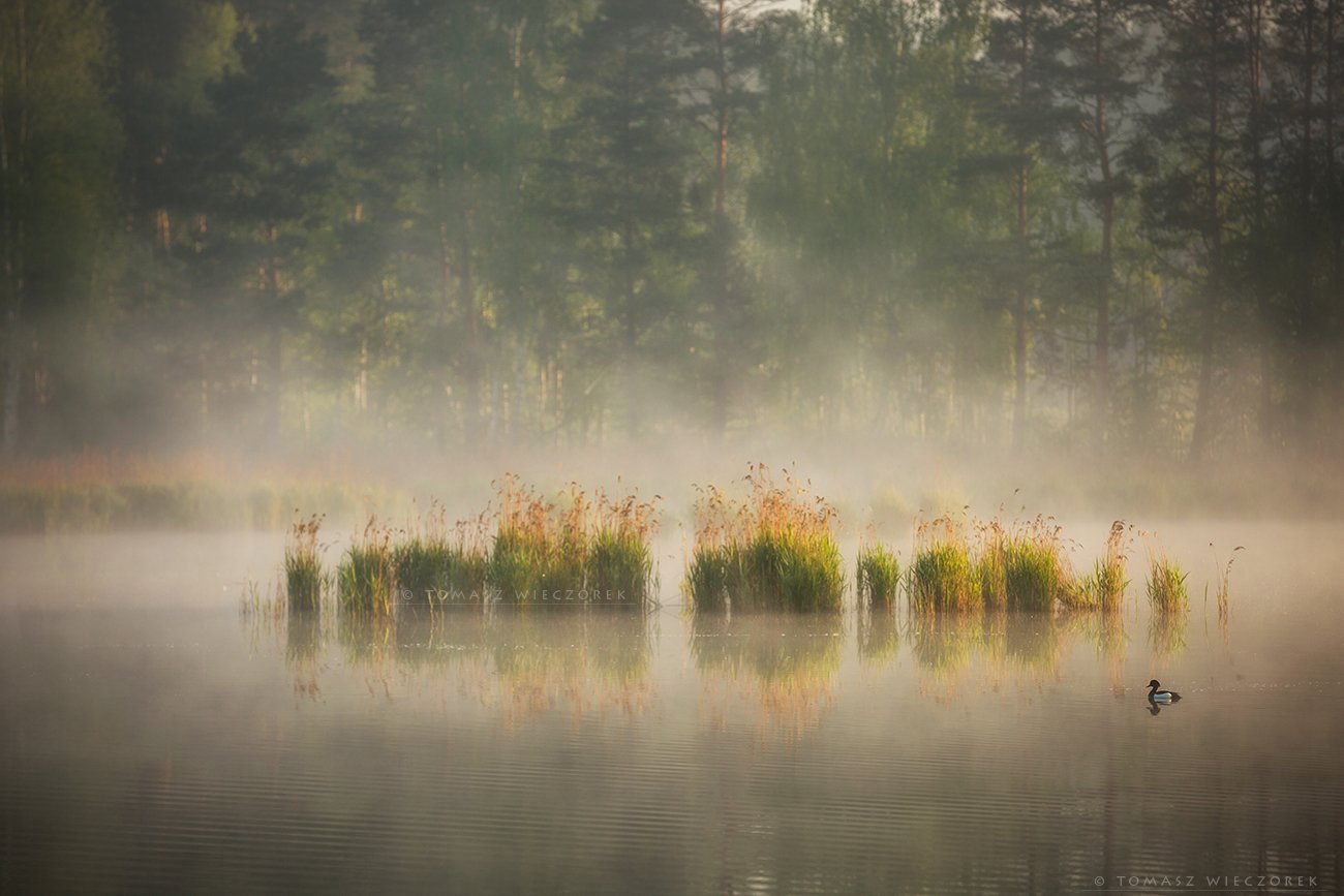 lake, poland, polish, landscape, sunrise, sunset, mood, musing, loneliness, beautiful, amazing, awesome, adventure, explore, travel, light, pond, fog, mist, Tomasz Wieczorek