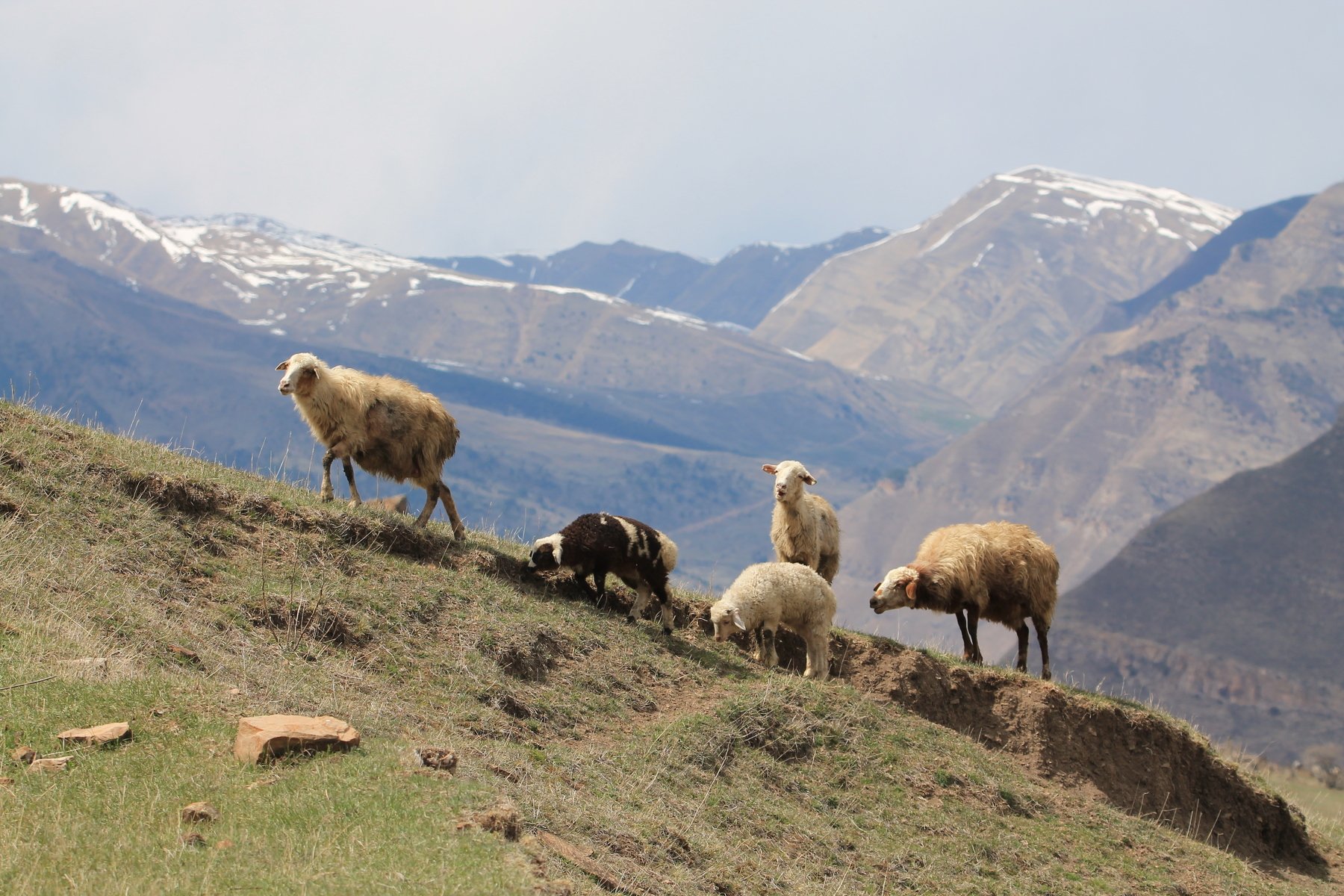овцы,горы,пейзаж,горный пейзаж,весна,дагестан,северный кавказ,шамильский район., Marat Magov