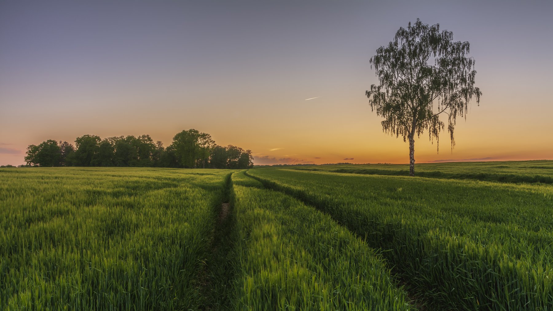 sunrise, morning, sun, sky, clouds, green, beautiful, trees, forest, blue, light, sunset, spring, Tomasz Myśliński