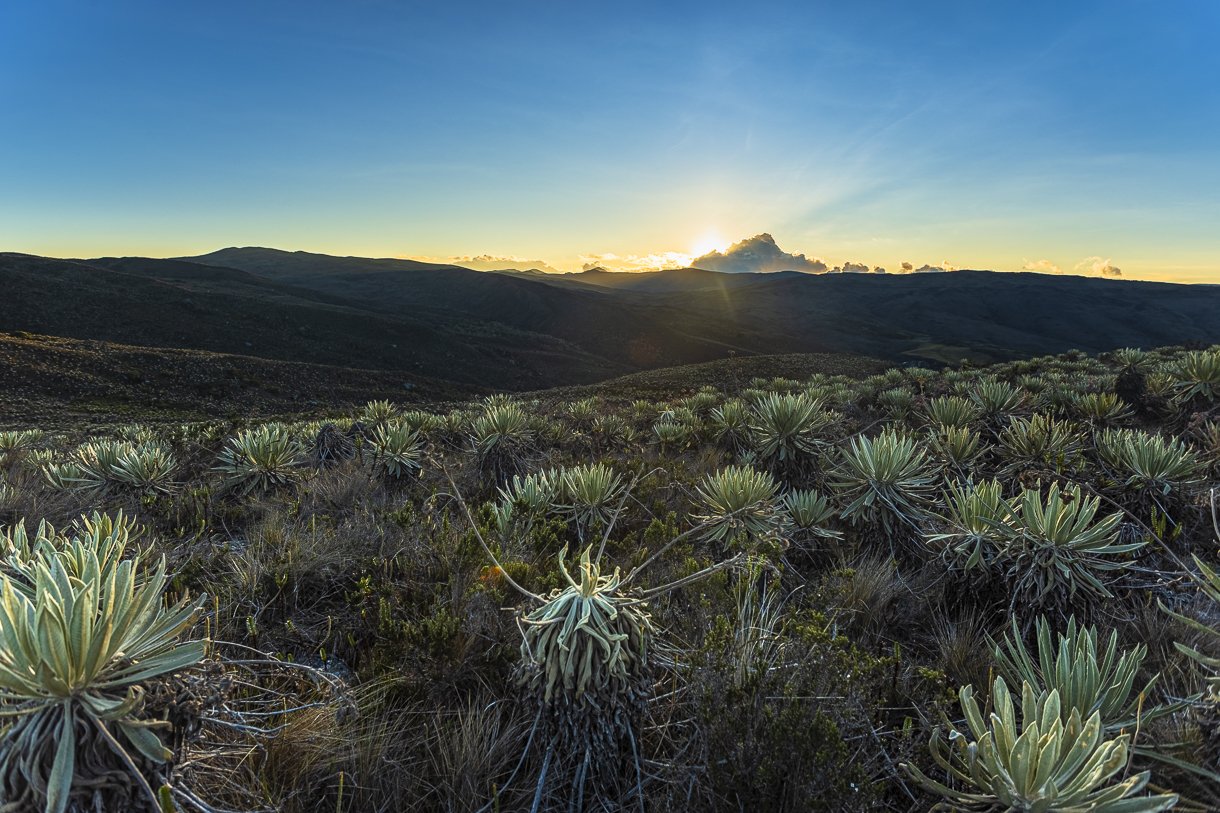 landscape, frailejon, páramo, ecosistema, colombia, paisaje, atardecer, Kevin Molano