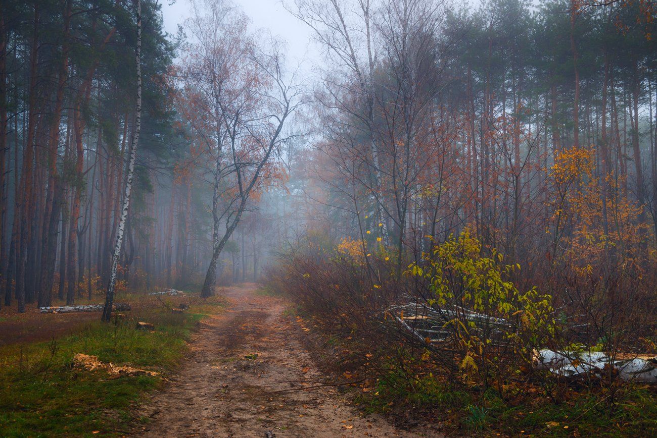 лес, осень, ноябрь, туман, Галанзовская Оксана