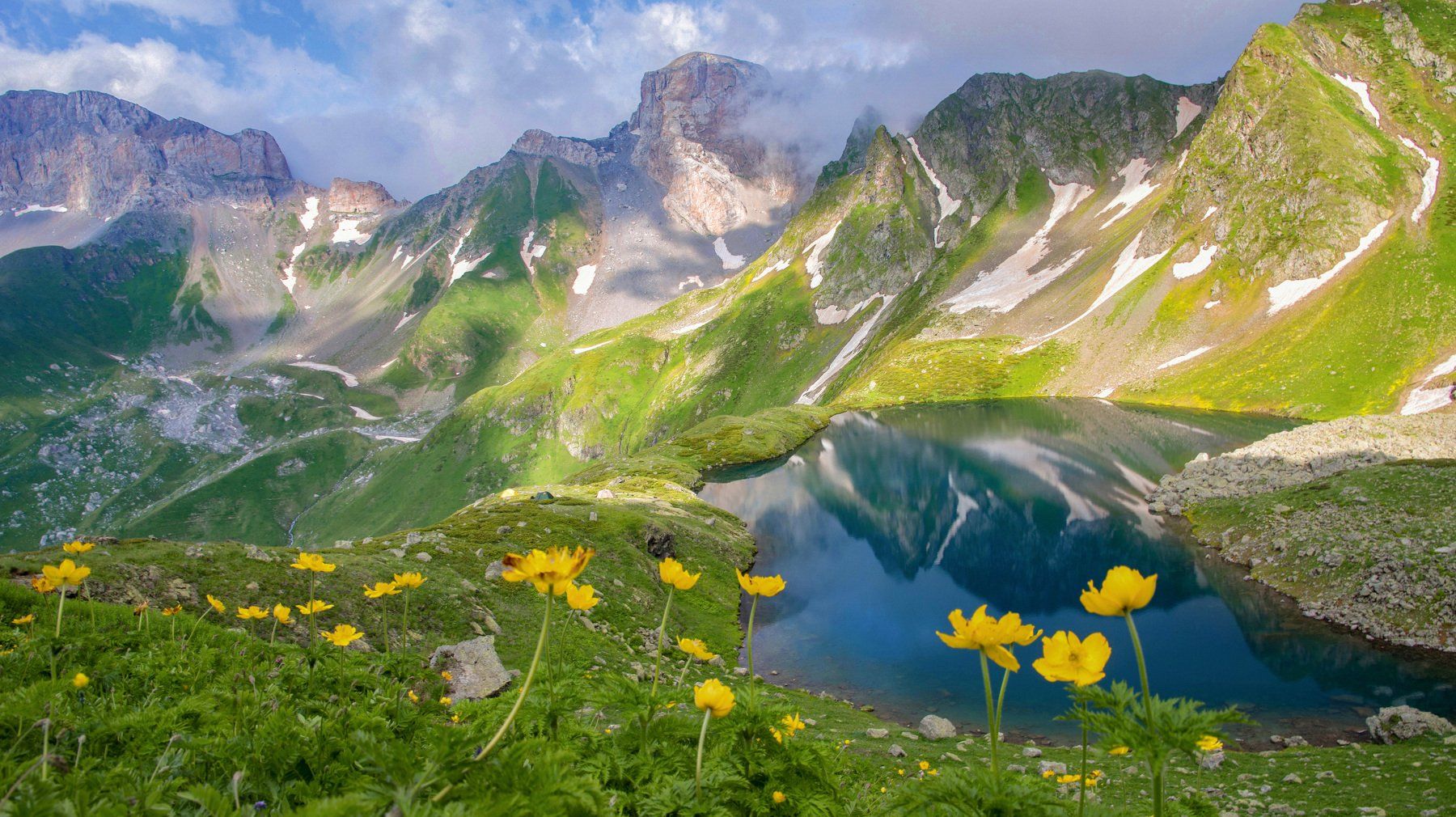 кавказ,горы,цветы, Алексей Кретов
