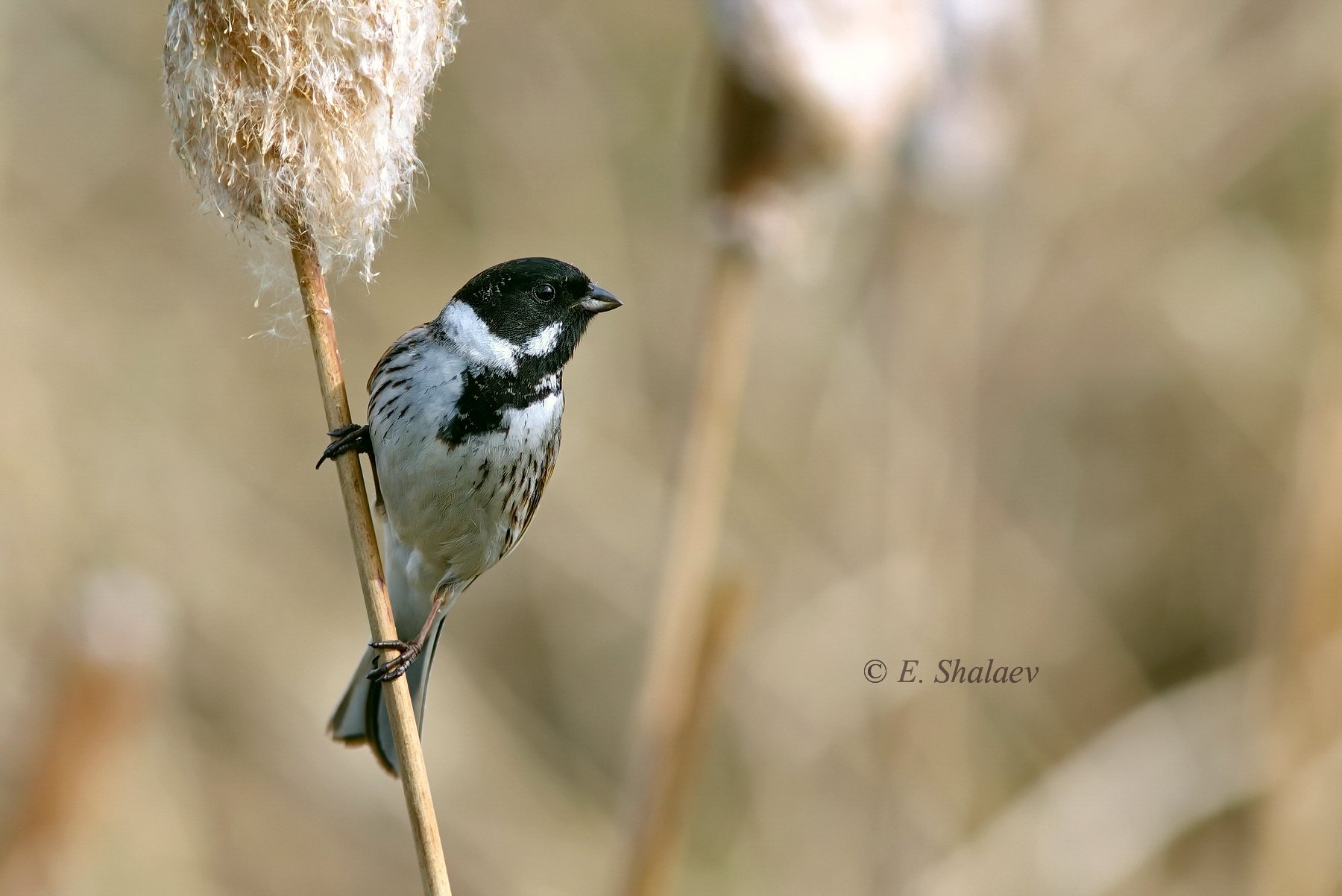 камышовая овсянка,emberiza schoeniсlus,birds,птица,птицы,фотоохота,овсянка, Евгений