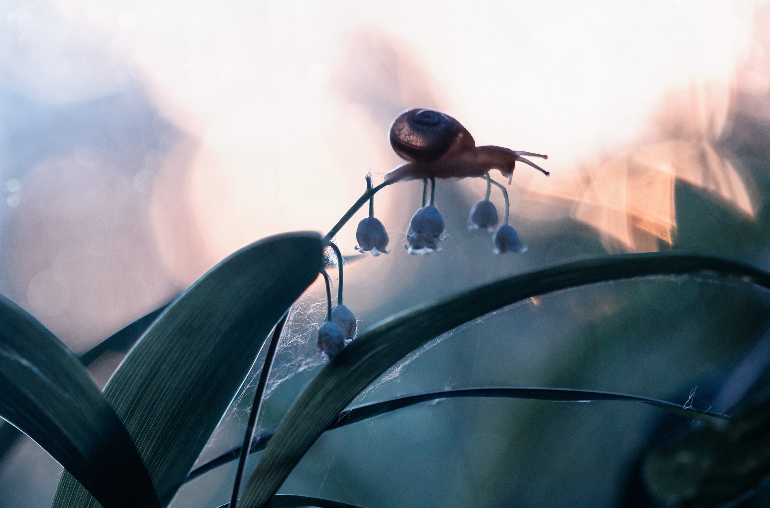улитка, лес, закат, вечер, природа, ландыши, snail, nature, sunset, forest, lilies of the valley, Людмила Гудина