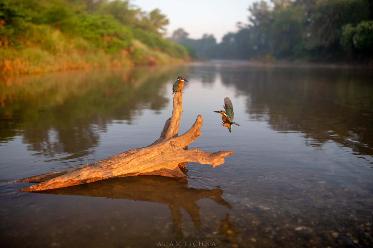 kingfisher, bird, wildlife, river, water,, Adam Fichna