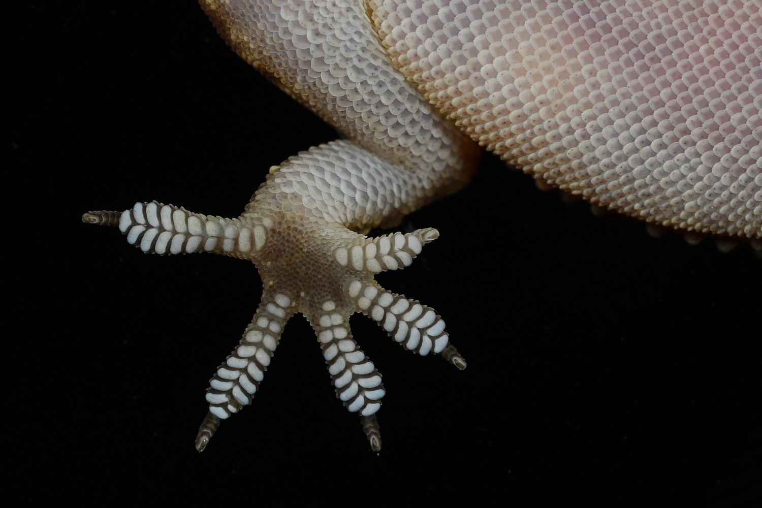 #gecko#leg#and#finger#details#macro#northcyprus, Hasan Baglar
