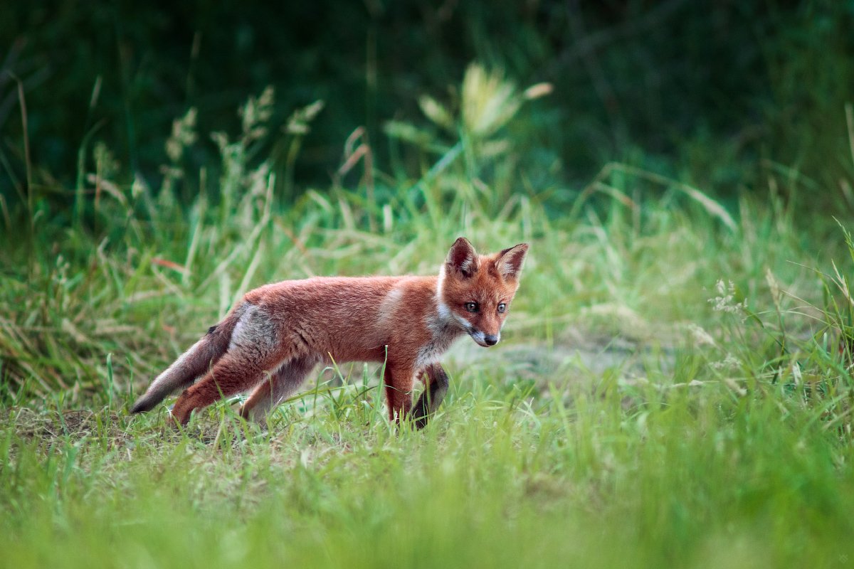 fox, wildlife, nature, Wojciech Grzanka