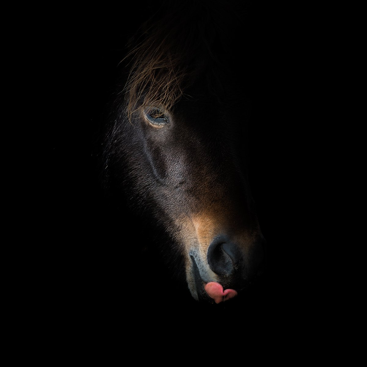 horse,animal,portrait, Tomek Orylski
