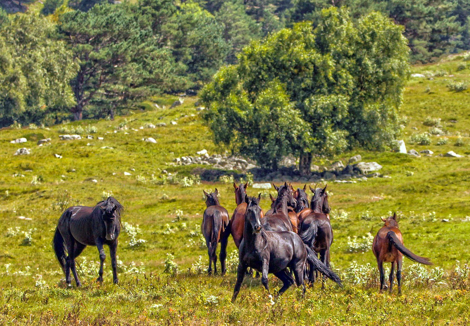 лошади,табун,вожак,природа,кабардино балкария,кавказ, Marat Magov