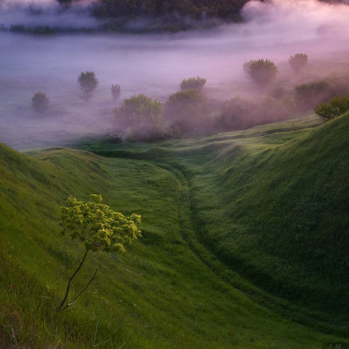 утро, туман, пейзаж, дерево, долина, холмы, morning, foggy, misty, valley, tree, light, fog, hills, landscape, Nature, mist, Ivan Maljarenko 