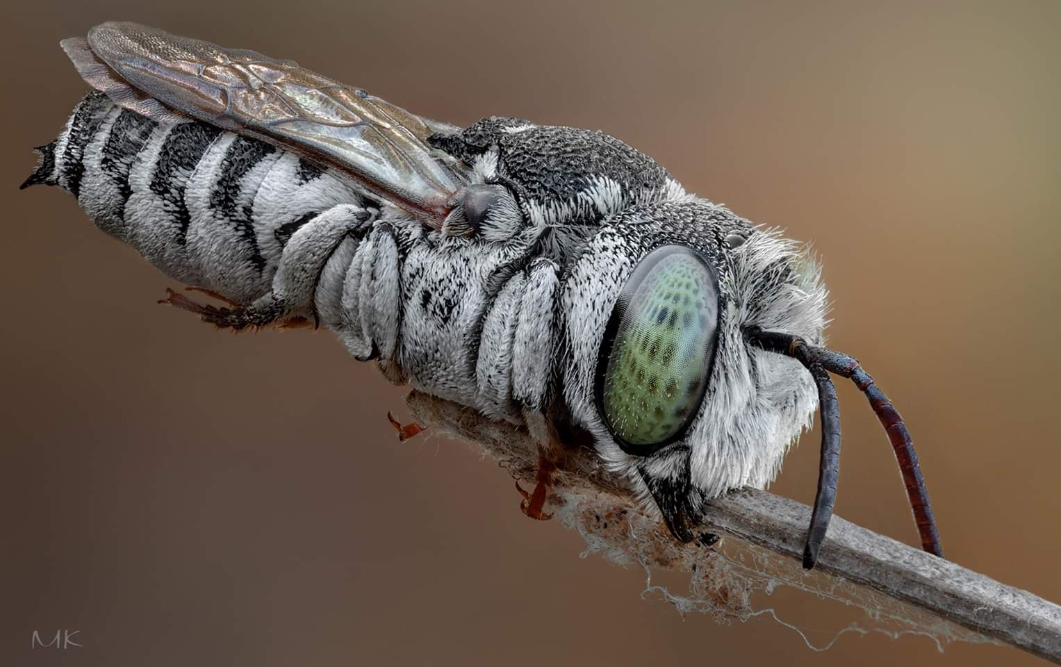 пчелка целиоксис, сoelioxys megachilidae, Miron Karlinsky