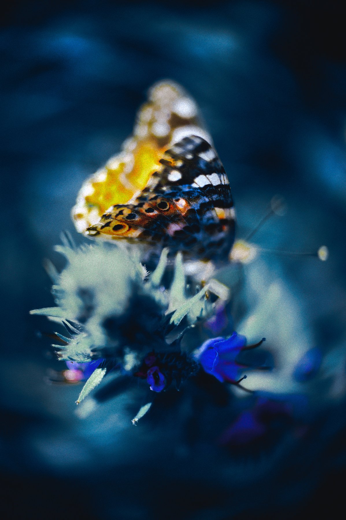 marco, butterfly, bokeh, nature, colors, Руслан Болгов (Axe)