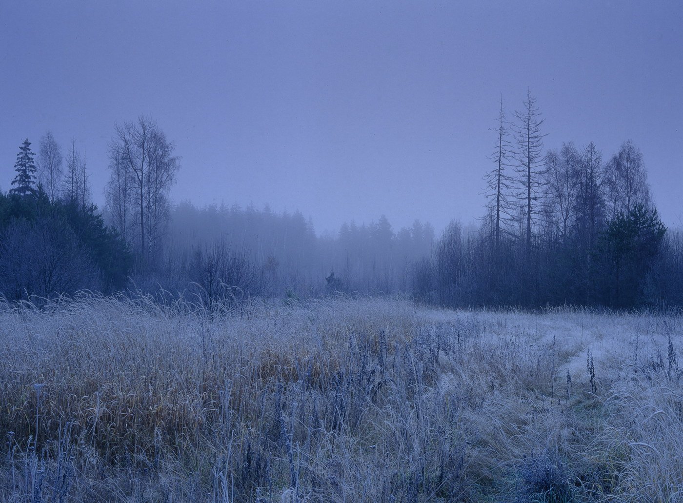 лес.утро.туман.иней.заморозки.трава., Вадим