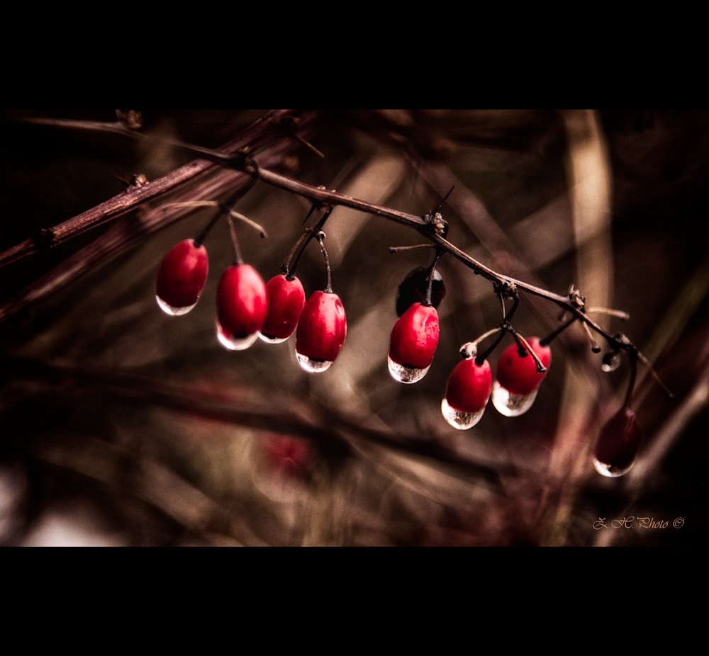 red, rain, drops, berries, Zdravko