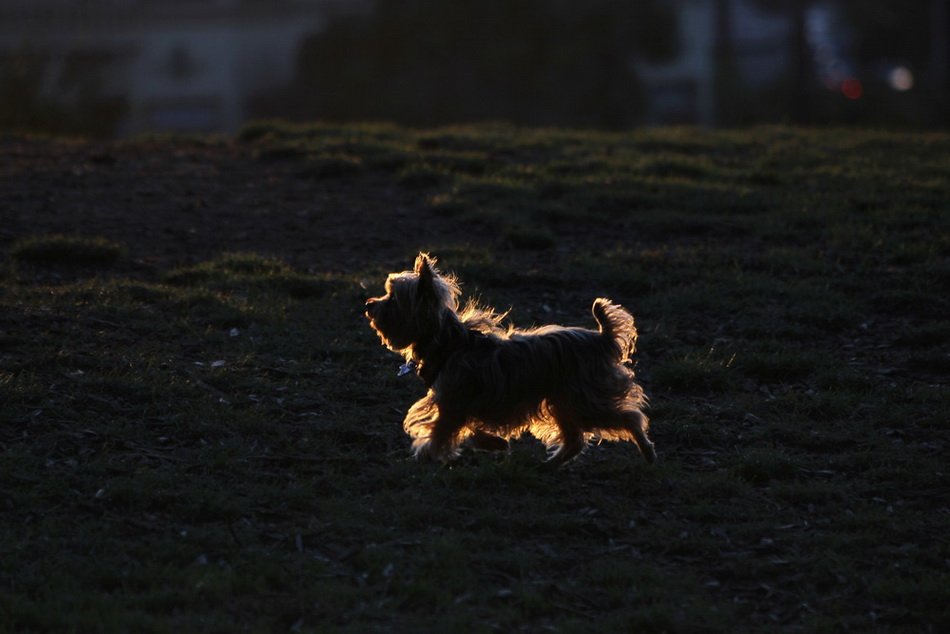 dog, light, san francisco, sun, sunset, usa, контур, свет, собака, Дара Пилюгина