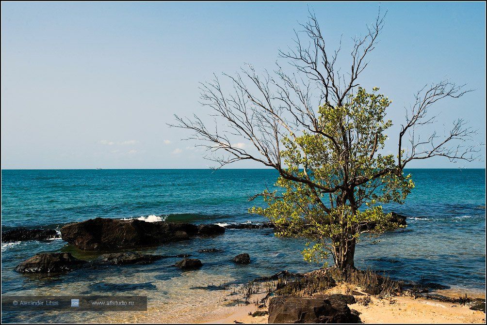 море, дерево, тропики, берег, Александр Лицис