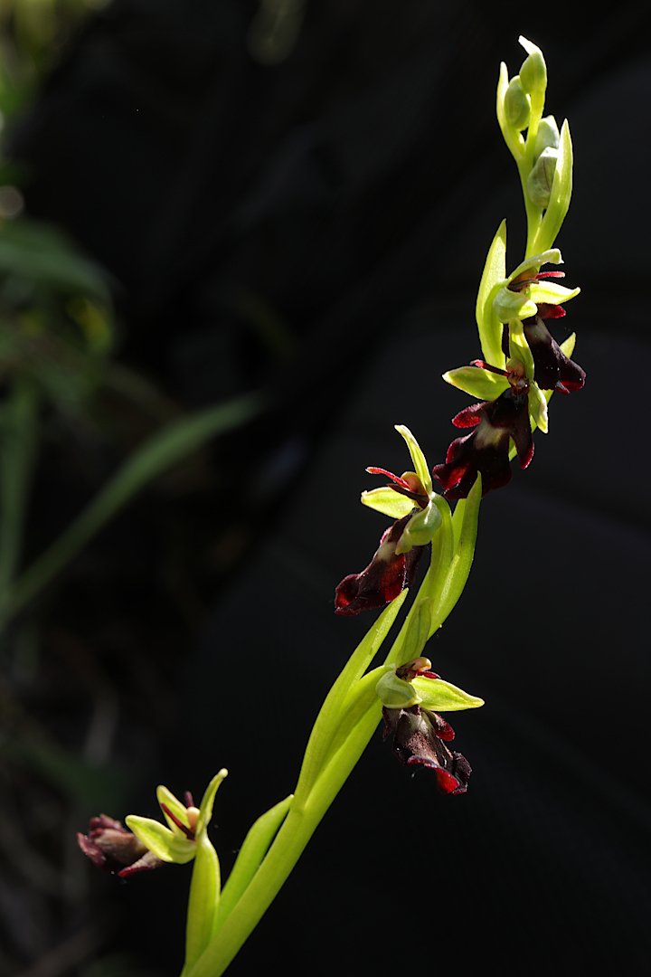 цветок орхидея офрис, Александр Зорин