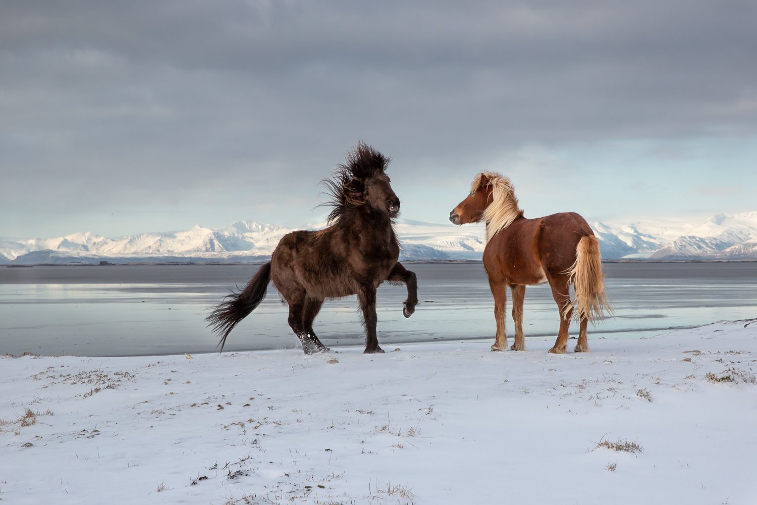 исландская лошадь, исландия, кони, диалог, Ирина Назарова