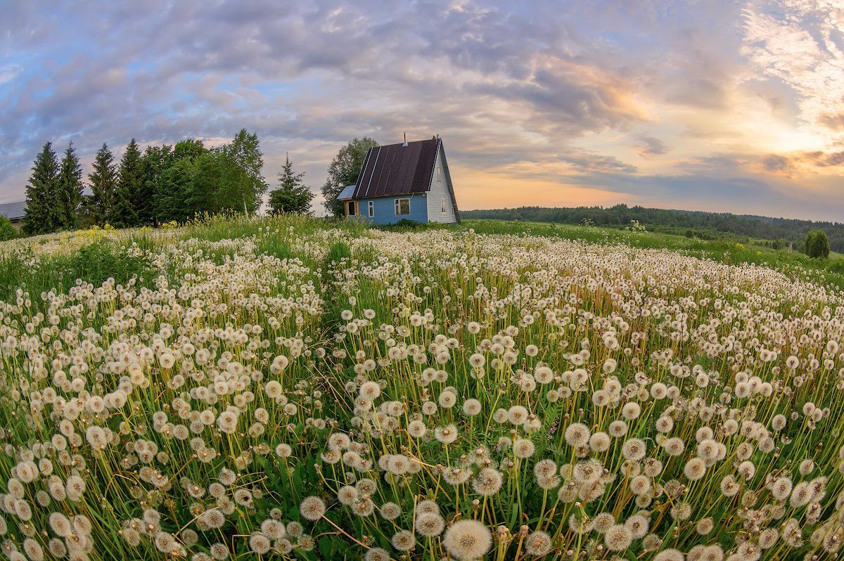 одуванчики деревня лето луг цветы поле дом, Марина Мурашова