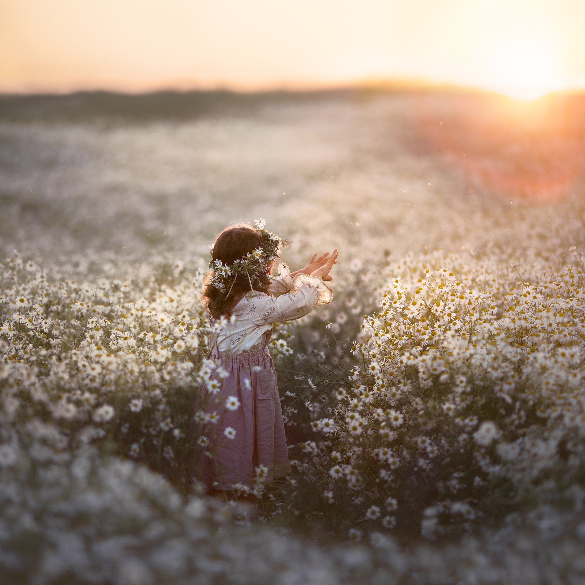 Полевых цветов веночек в утренней слушать. Собирать цветы. Девушка с ромашками. Девушка в поле с цветами. Нежные фотографии.