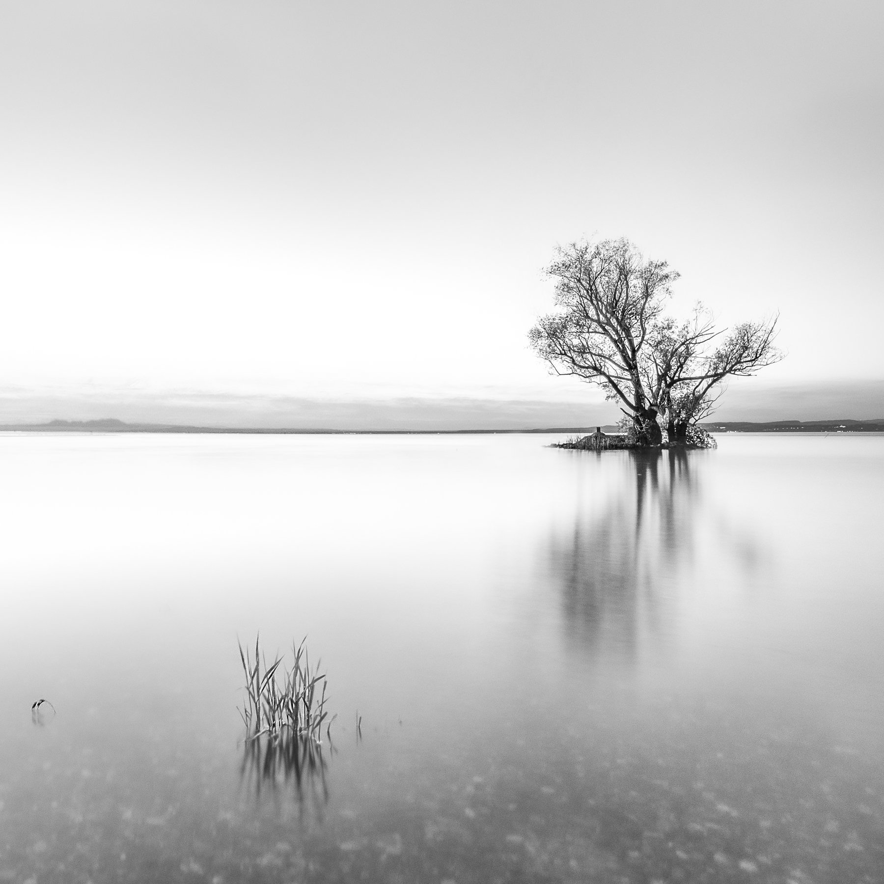 switzeland,tree,lake,boden lake,long exposure,black and white,landscape,, Felix Ostapenko