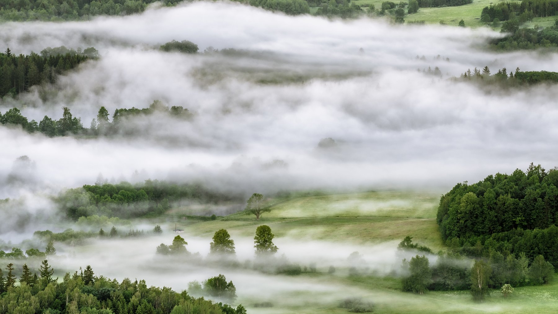 forest, fog, morning, spring, fields, trees, Tomasz Myśliński