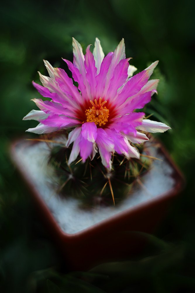 телокактус, двуцветный.(thelocactus, bicolor), лето, цветы, кактус, Петриченко Валерий