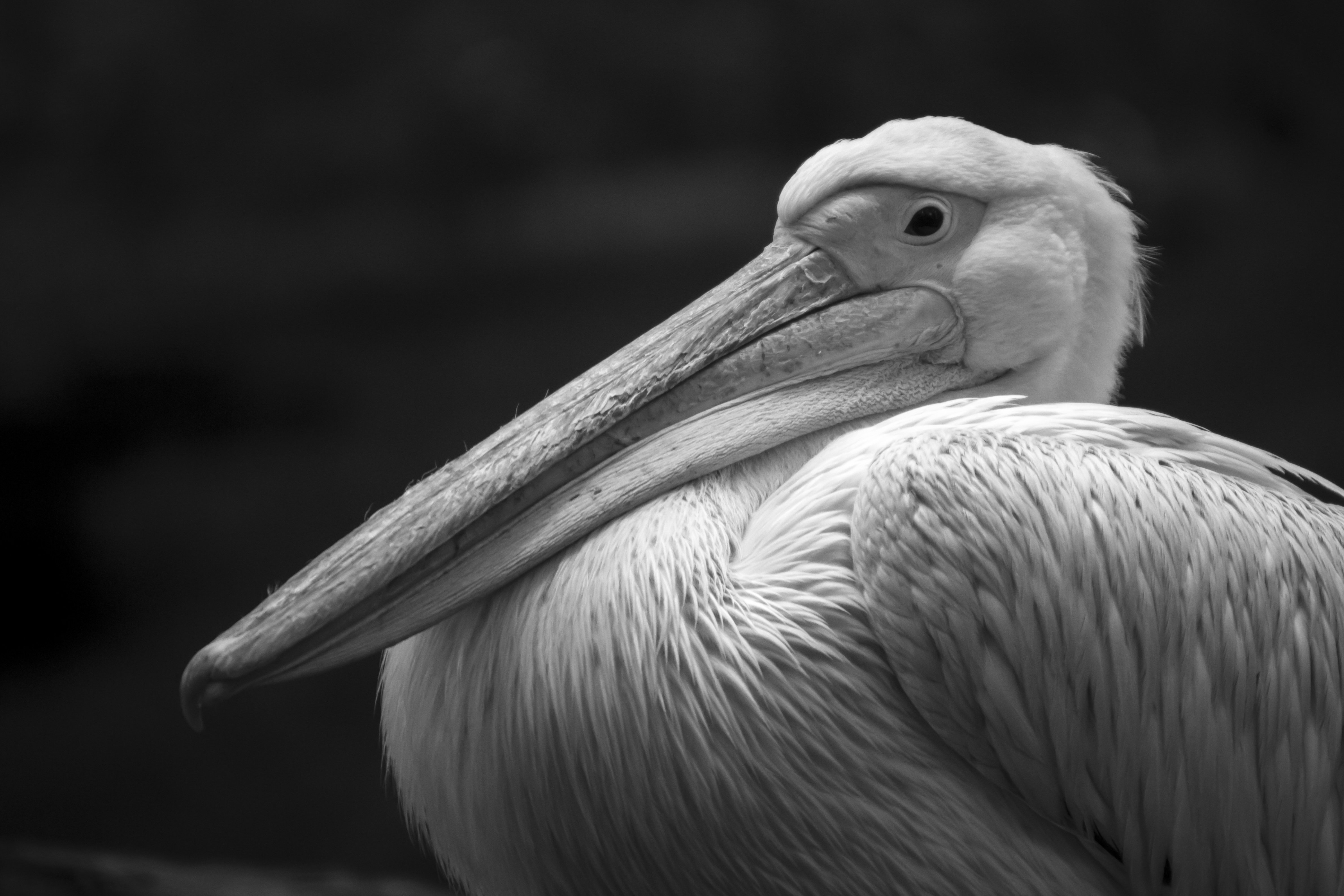 птица, пеликан, животное, Efremenko Nikita