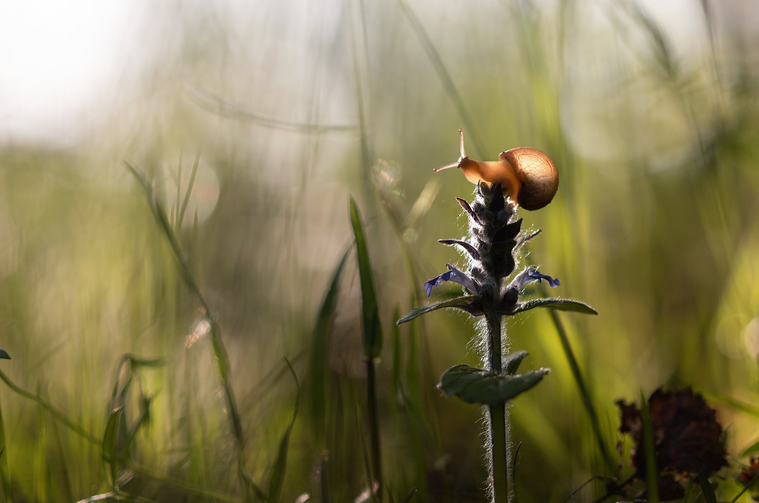 макро, улитка, природа, snail, nature, macro, Людмила Гудина