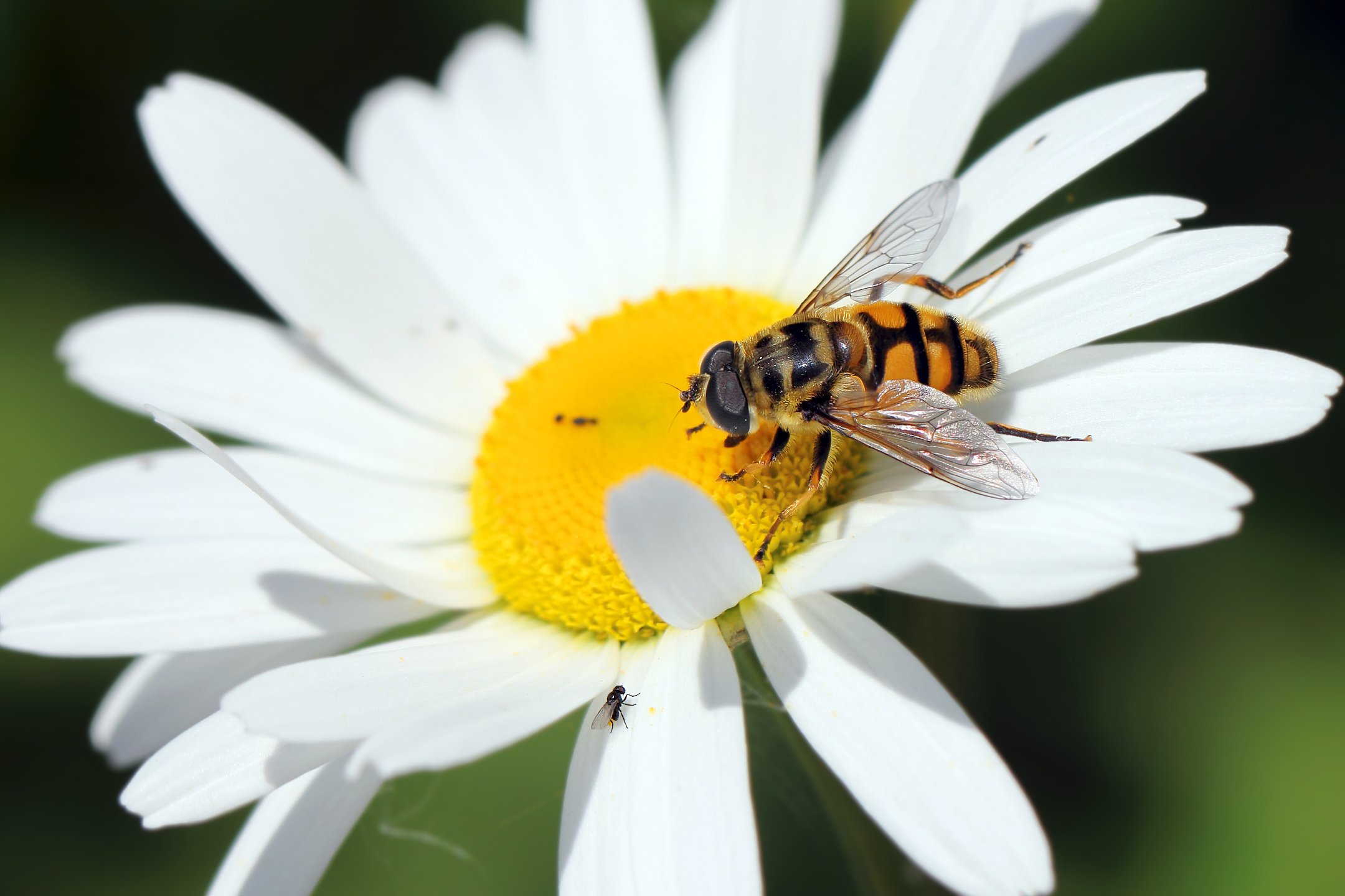 пчёлы, пчелы, мухи, мушка, букашка, насекомое, насекомые, insects, bees, fly, Дмитрий Салтыков