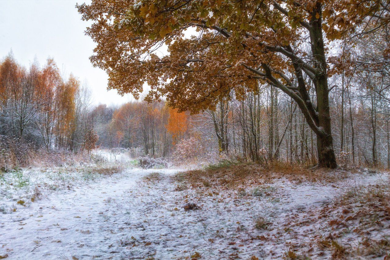 утро, осень, снег,, Сергей Шабуневич