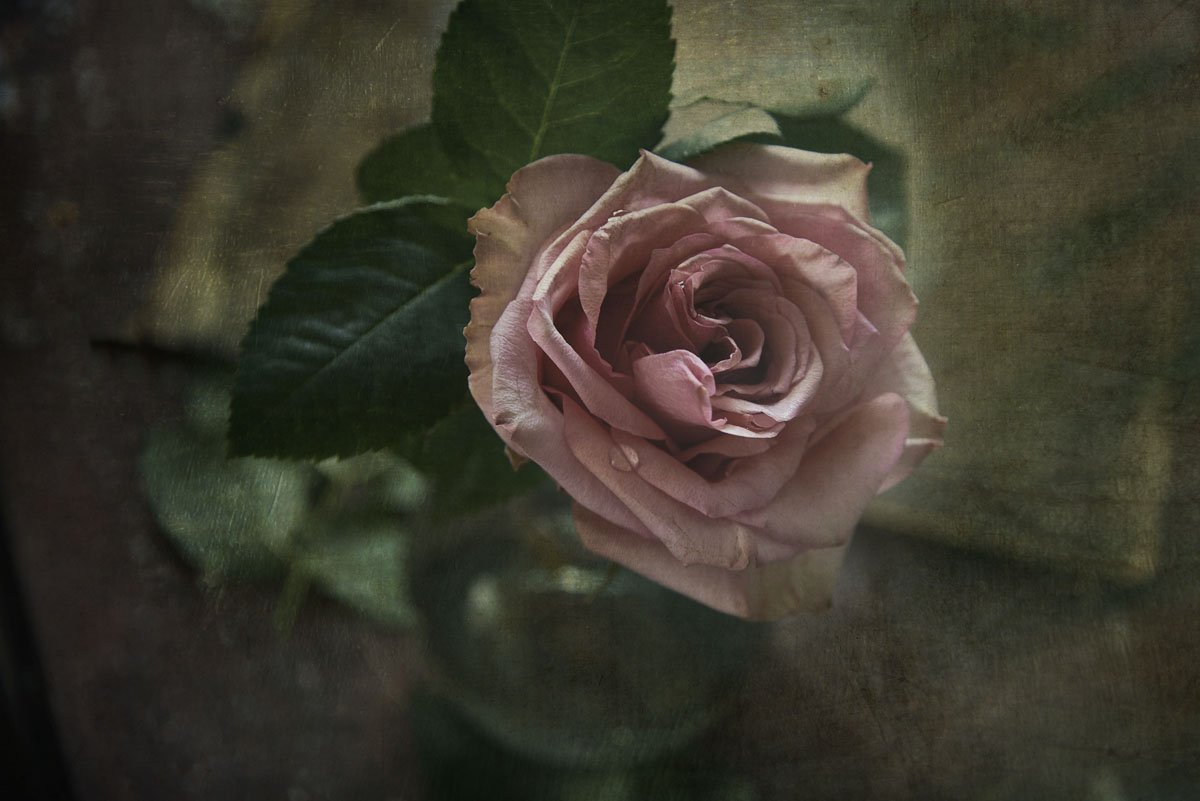 роза, цветок, цветы, ваза, Игорь Токарев