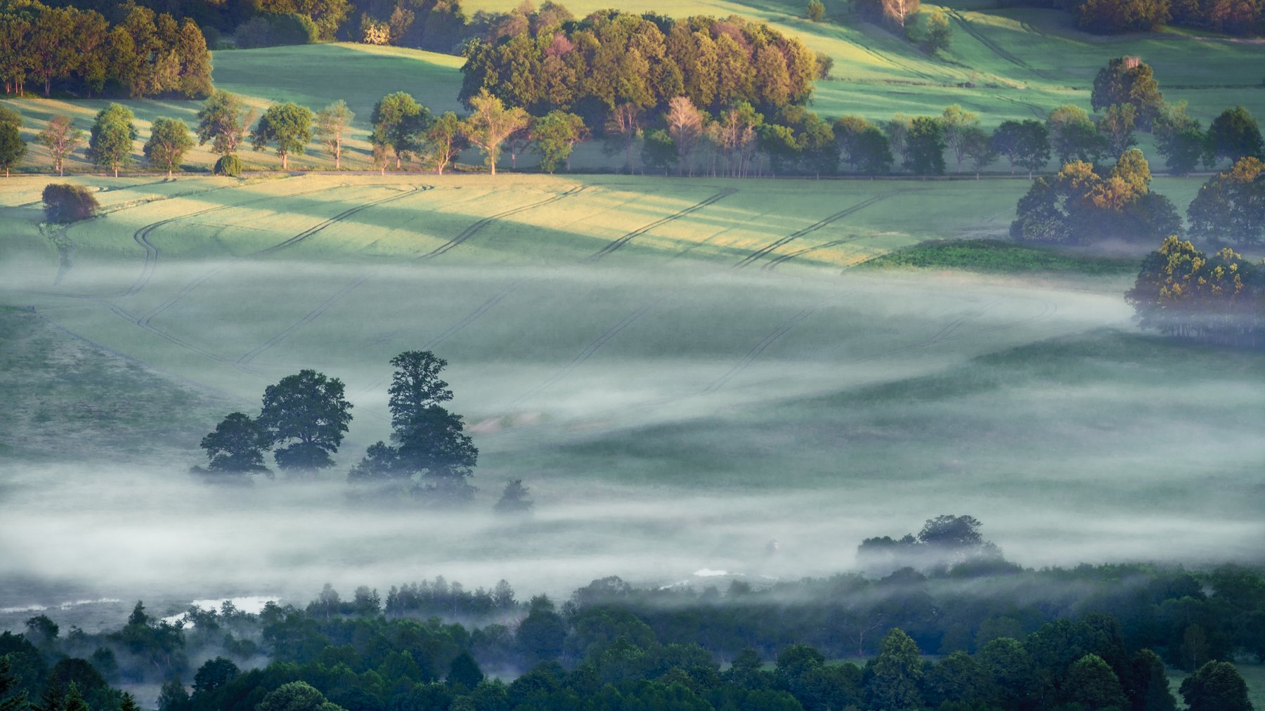 forest, fog, morning, spring, fields, trees, Tomasz Myśliński