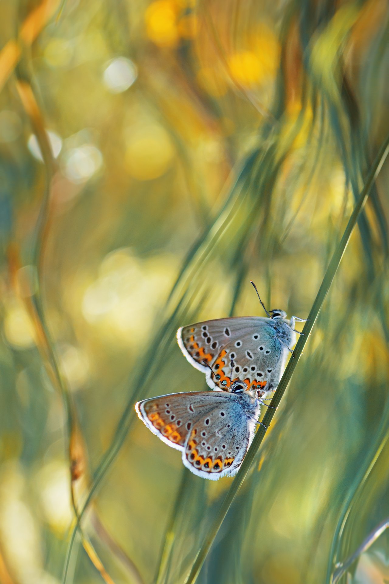 бабочка,лист,трава,солнце,крылья,свет,блик,цветок, Юрий Котов